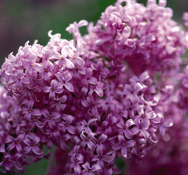 [SYCSAUG] Syringa chin. 'Saugeana' (pot 35L)