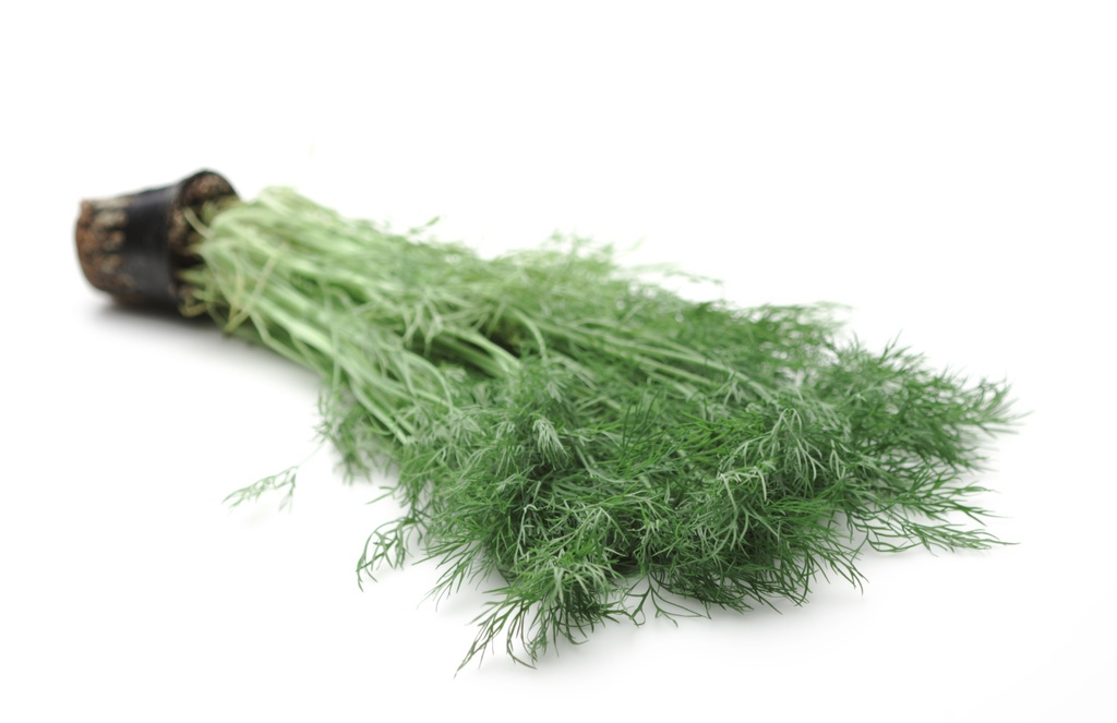 [ANGRAVE] DILLE Anethum graveolens (pot14)