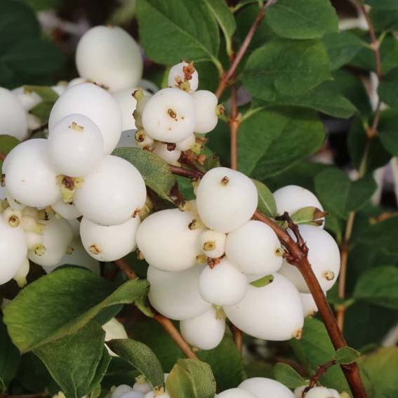 [SYMGALA] Symphoricarpos 'Magical Galaxy'