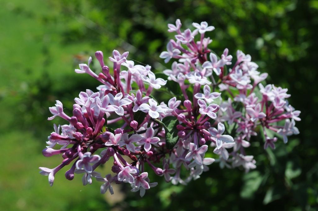 [SYMSUPE] Syringa microphylla 'Superba' (tige, 90cm, pot 7.5L)