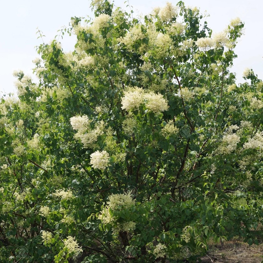 [SYPBGOL] Syringa pekin. 'Beijing Gold' (meerstammig, pot  55L)