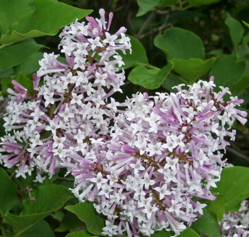 [SYPMKIM] LILAS NAIN (—, —, pot 3L)
