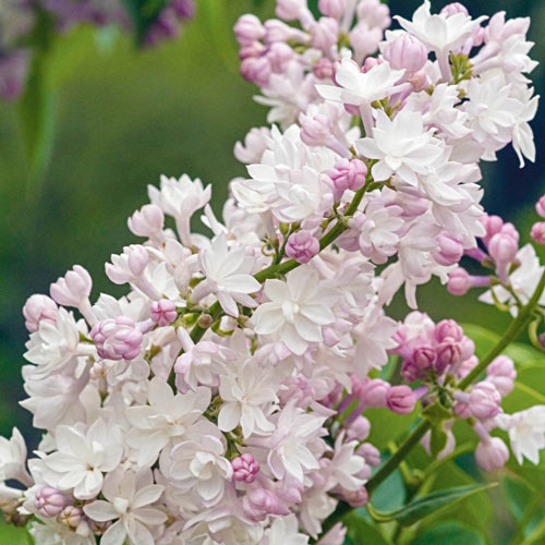 [SYVBOMO] Syringa vulg. 'Beauty of Moscow' (stam, 80cm, pot   7.5L)
