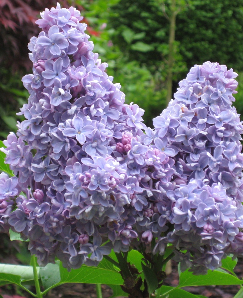 [SYVCDIE] Syringa vulg. 'Carpe Diem' (30/40cm, pot 3L)