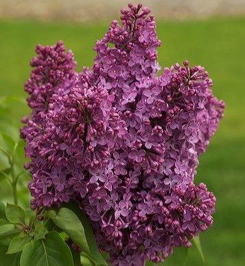 [SYVCJOL] Syringa vulg. 'Charles Joly' (stam, 90cm, pot  10L)