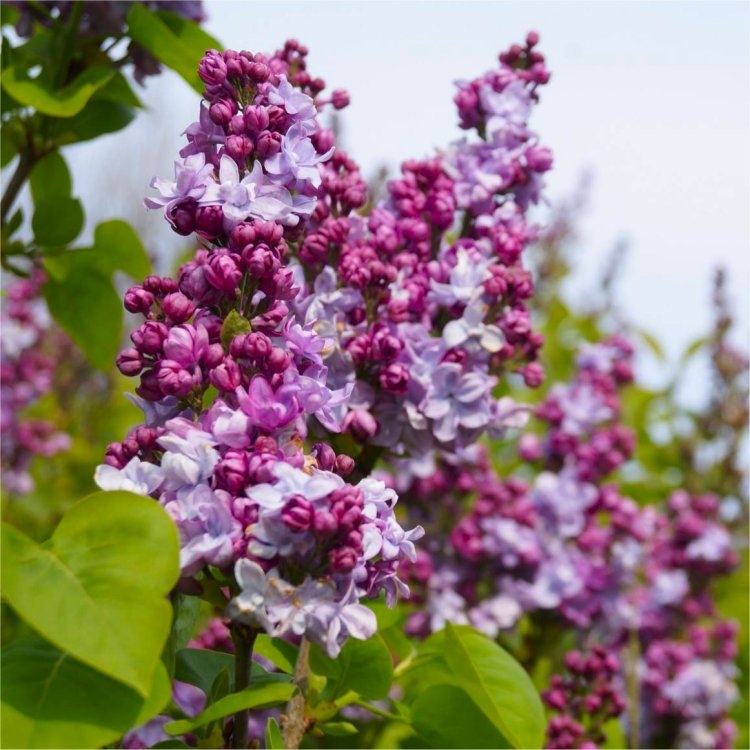 [SYVKHAV] Syringa vulg. 'Katherine Havemeyer' (—, 30/40cm, pot 3L)