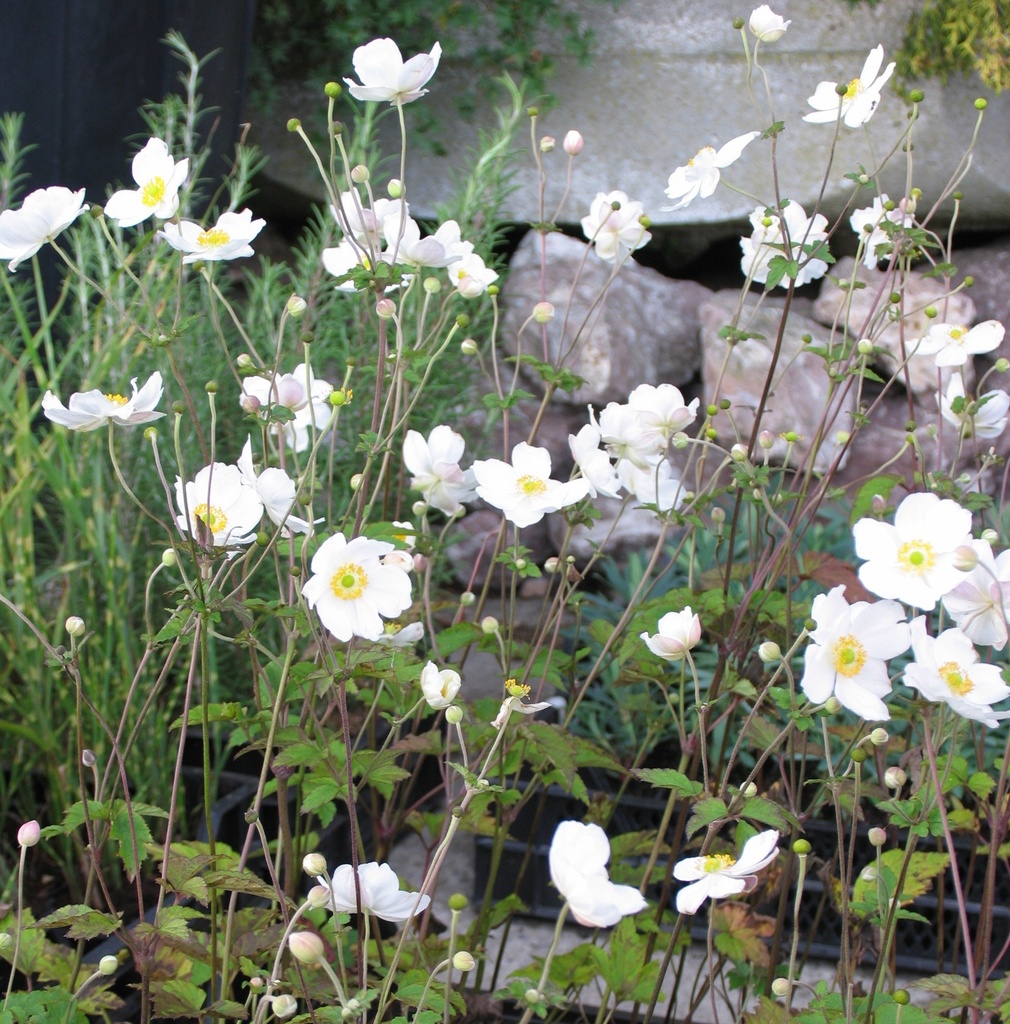 [ANHHJOB] Anemone hybr. 'Honorine Jobert' (pot   9cm)