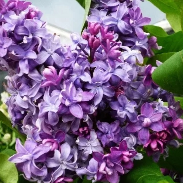 [SYVNADE] Syringa vulg. 'Nadezhda' (—, 150/175cm, pot 50L)