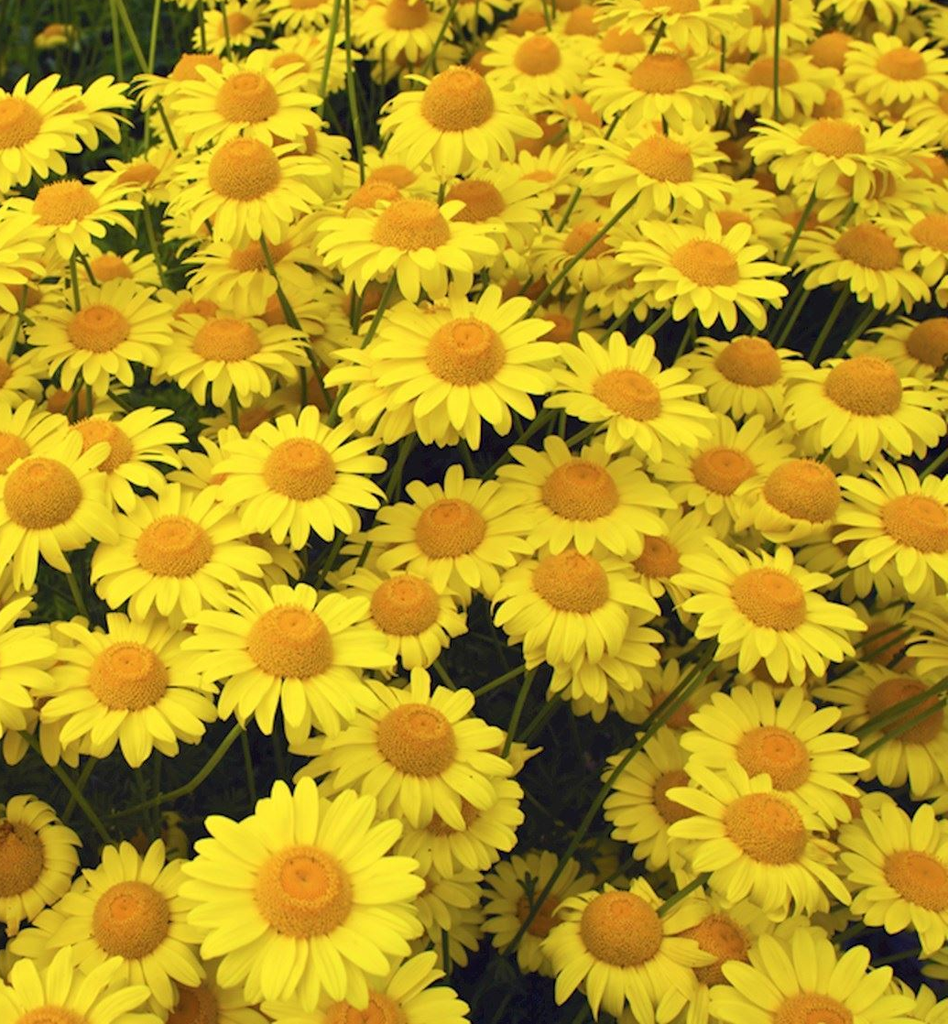 [ANHKELW] Anthemis hybr. 'Kelwayi'
