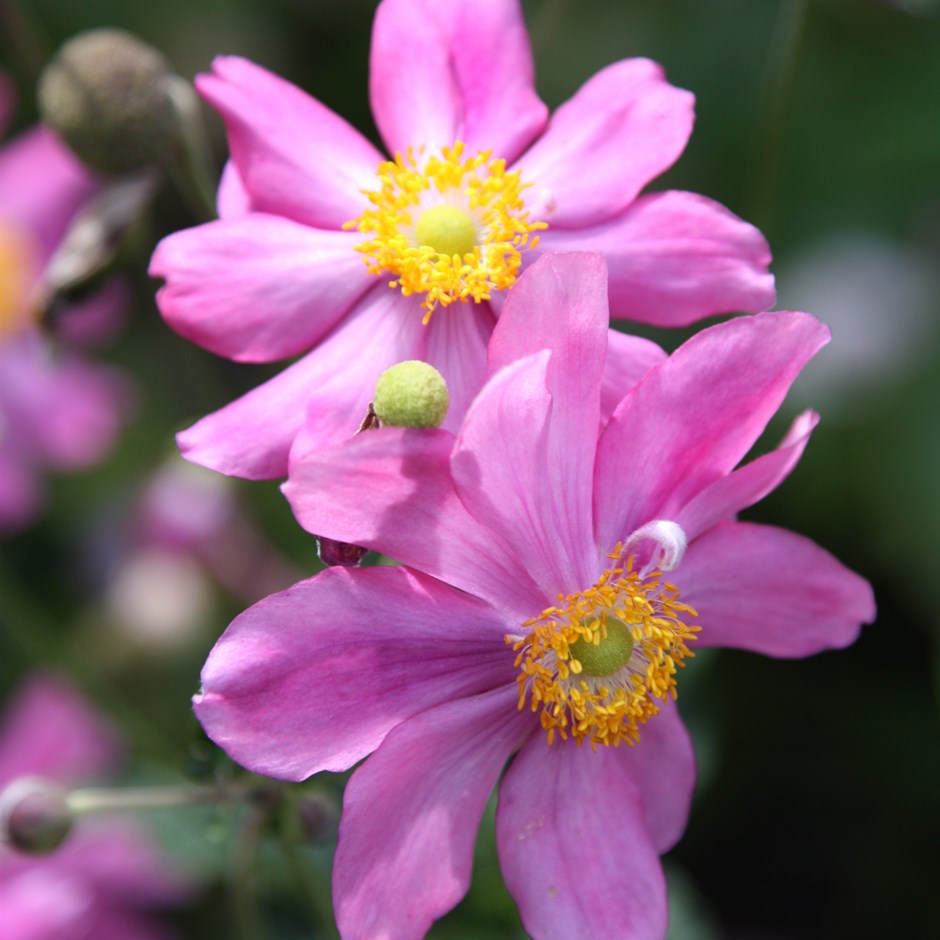 [ANHPHEI] Anemone hupeh. 'Prinz Heinrich' (pot   9cm)