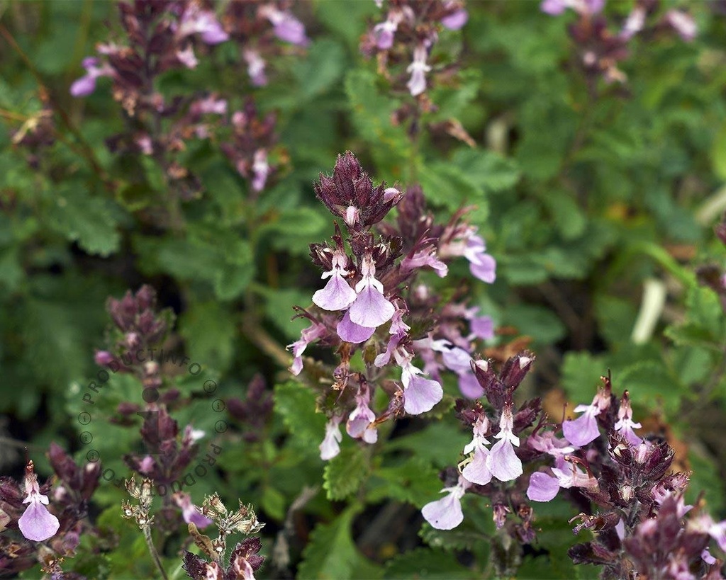 [TECHAMA] Teucrium chamaedrys (pot   9cm)