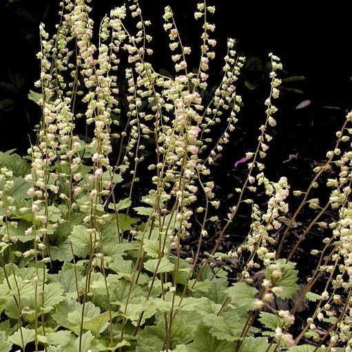 Tellima grandiflora