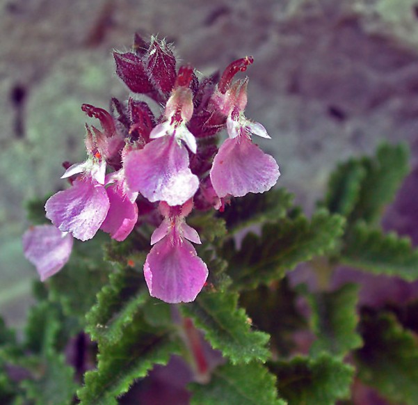 [TELUCID] Teucrium lucidrys (VER) (pot   9cm)