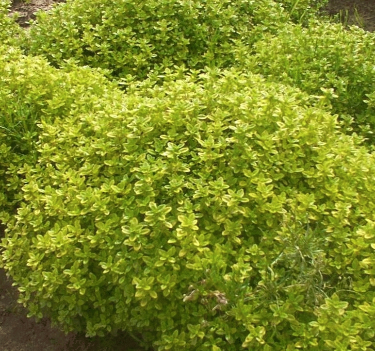 [THCAURE] Thymus citr. 'Aureus' (pot   9cm)