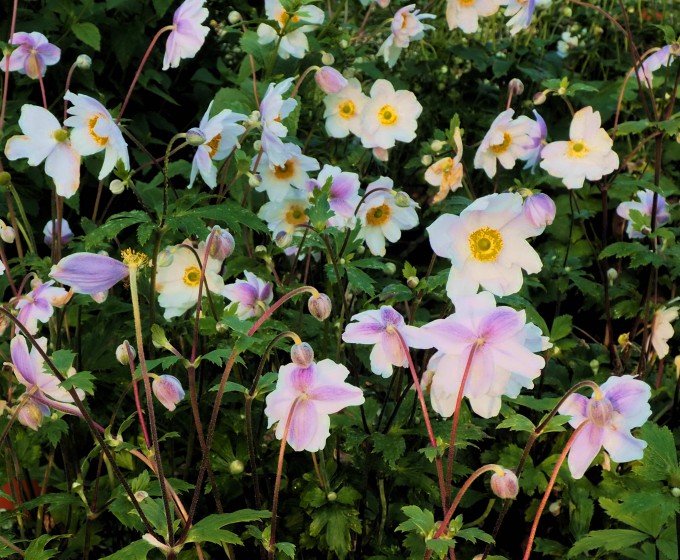 [ANHRSWA] Anemone hybr. 'Regal Swan' (pot   3L)