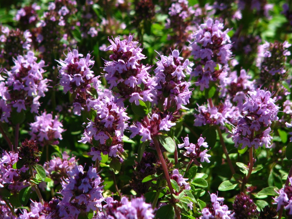 [THCITRI] Thymus citriodorus