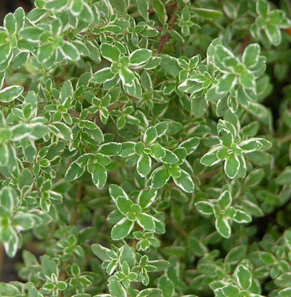 [THCLVAR] Thymus citr. 'Lemon Variegata'' (DK) (pot   9cm)