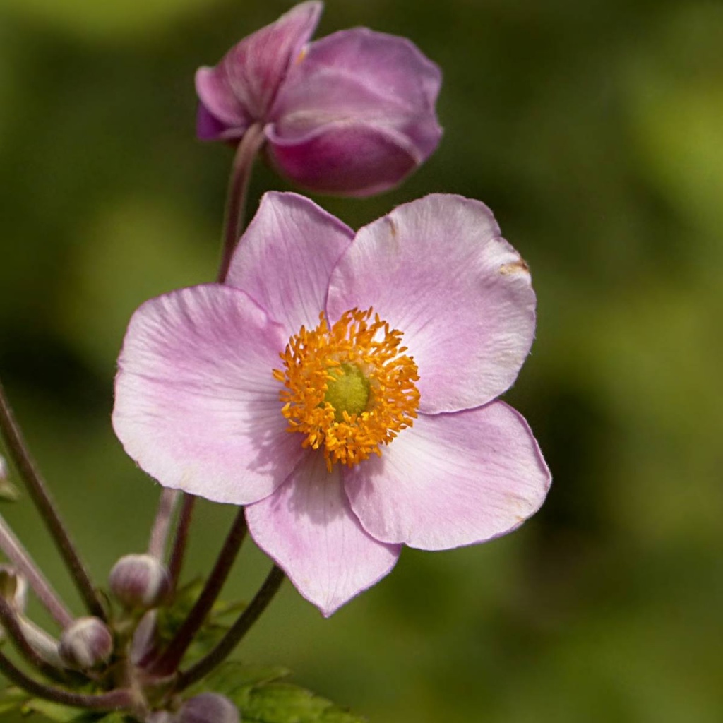 [ANHSCHA] Anemone hupeh. 'September Charm' (pot   9cm)