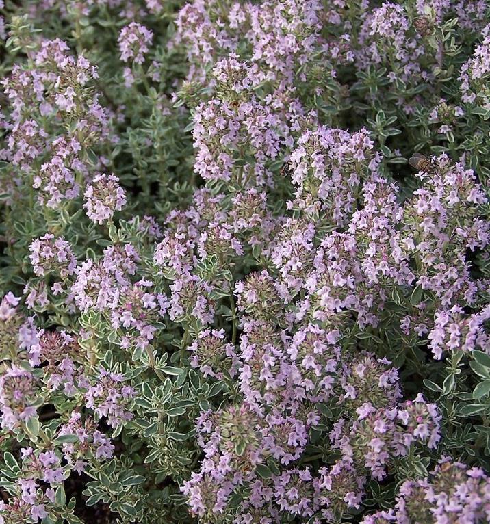 [THCSQUE] Thymus citr. 'Silver Queen' (pot   9cm)