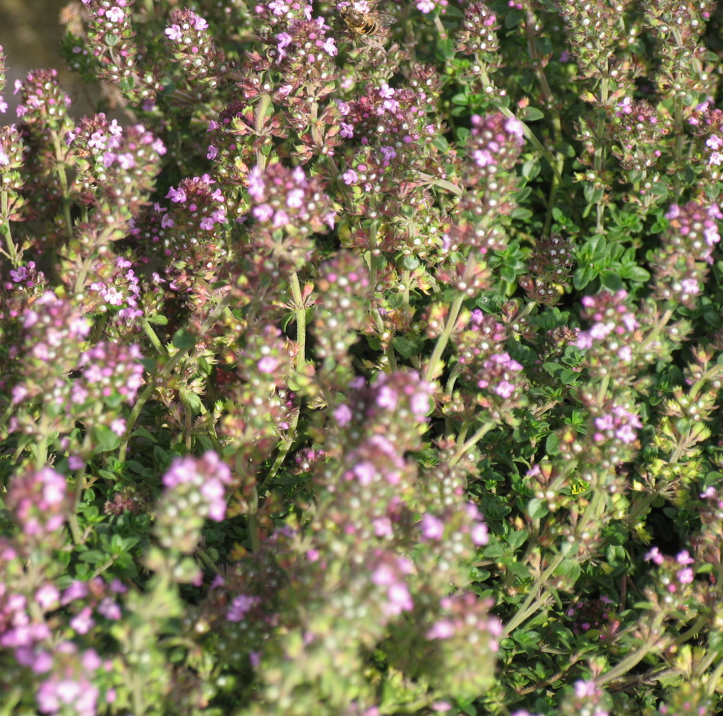 [THDVALL] Thymus 'Doone Valley' (pot   9cm)