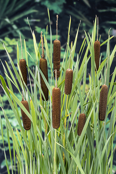 [THLATIF] Typha latifolia (mand 18cm)