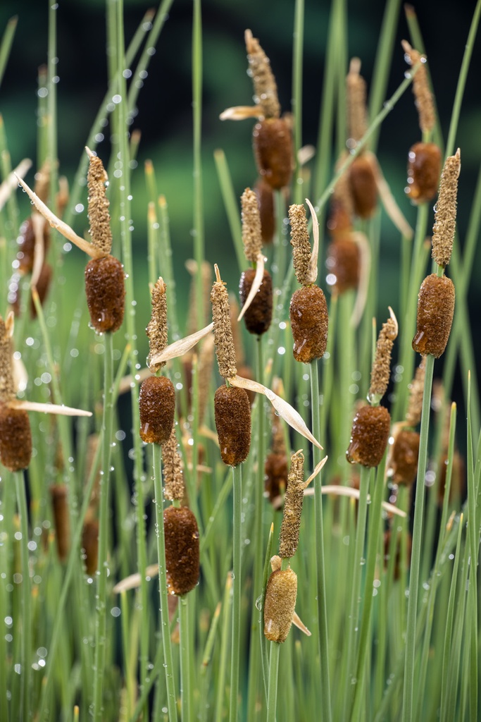 [THMINIM] Typha minima (mand 18cm)
