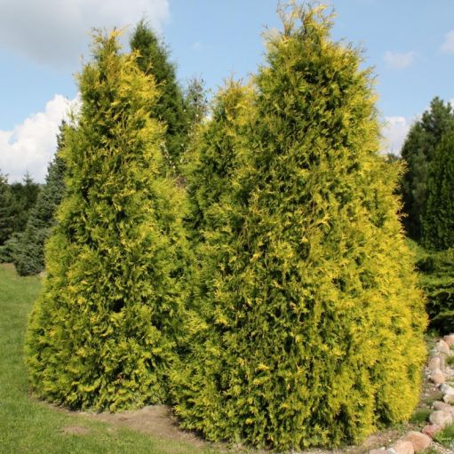[THOSUNK] Thuja occ. 'Sunkist' (—, pot17)