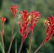 [ANIGOZA] Anigozanthos (pot 1.5L)