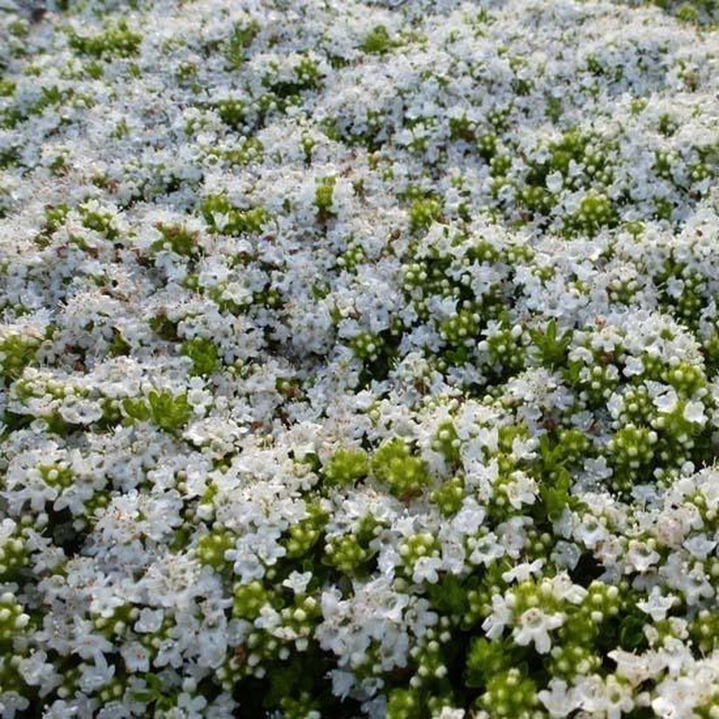 [THPALBI] Thymus praecox 'Albiflorus' (pot   9cm)