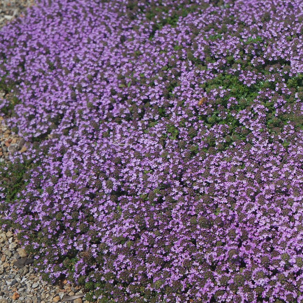 Thymus praecox 'Coccineus'