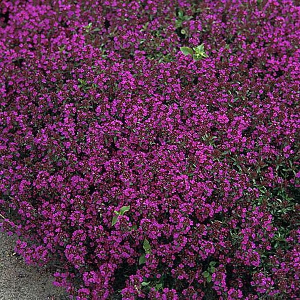 [THPPBEA] Thymus praecox 'Purple Beauty' (pot   9cm)