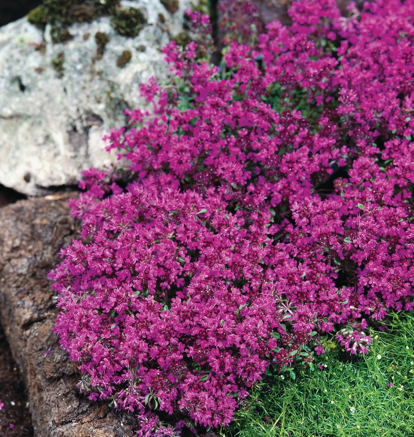 [THPRCAR] Thymus praecox 'Red Carpet'