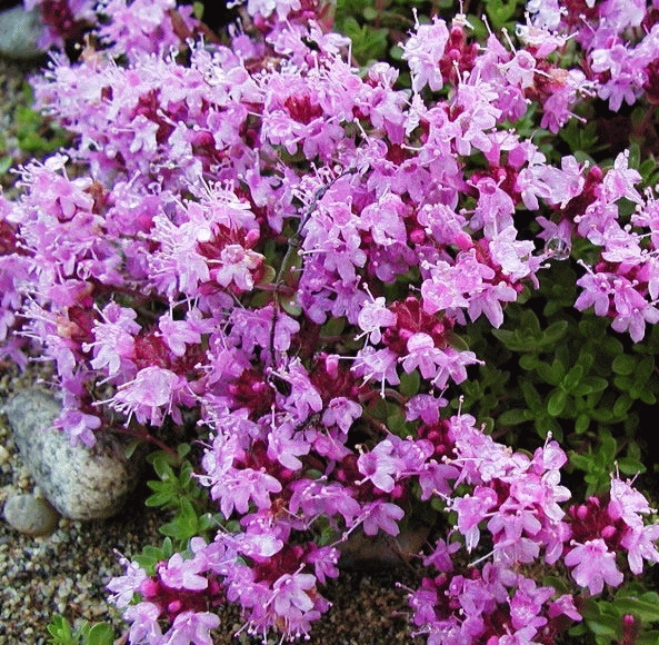 [THSERPY] Thymus serpyllum coccineus (pot14)