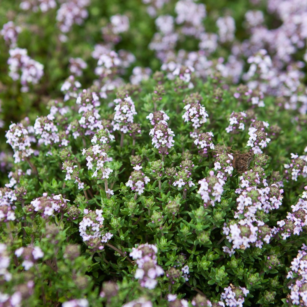 [THVCOMP] TIJM COMPACTE Thymus vulgaris 'Compactus' (pot   9cm)