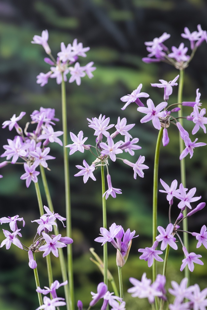 [THVIOLA] Tulbaghia violacea (mand 18cm)