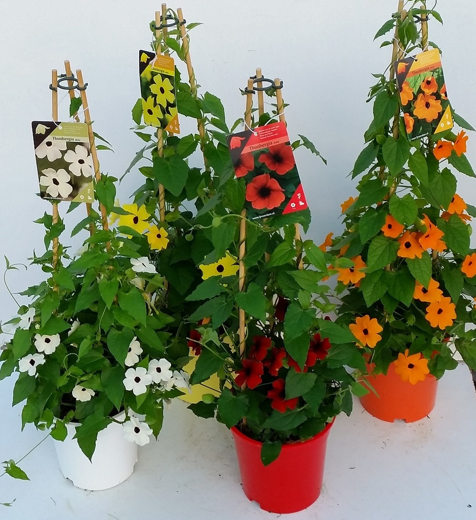 [THUNBER] Thunbergia (—, pot  10.5cm)