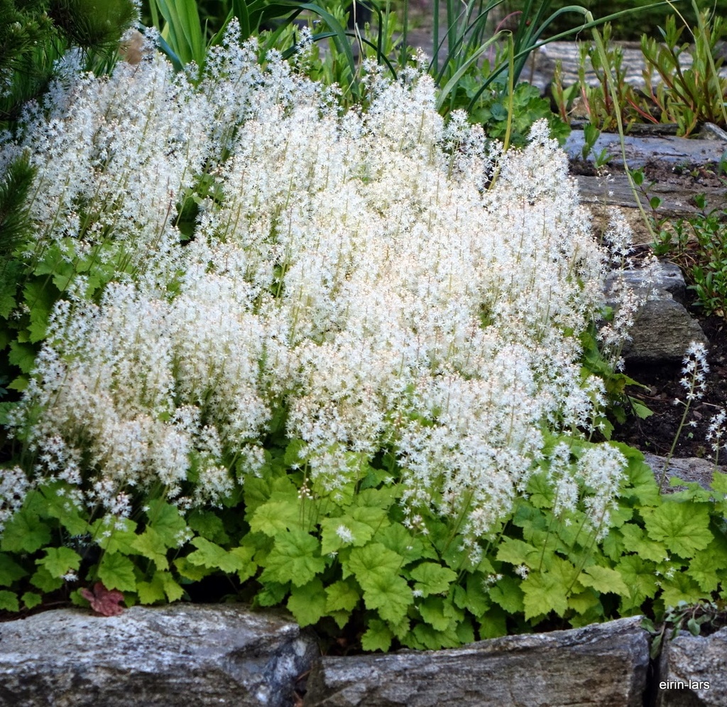 [TICMOOR] Tiarella cord. 'Moorgrün'