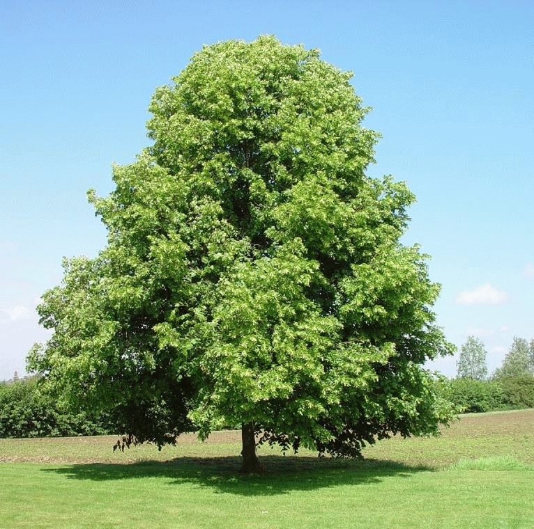 [TICORDA] TILLEUL À PETITES FEUILLES (haute tige, 8/10, —)