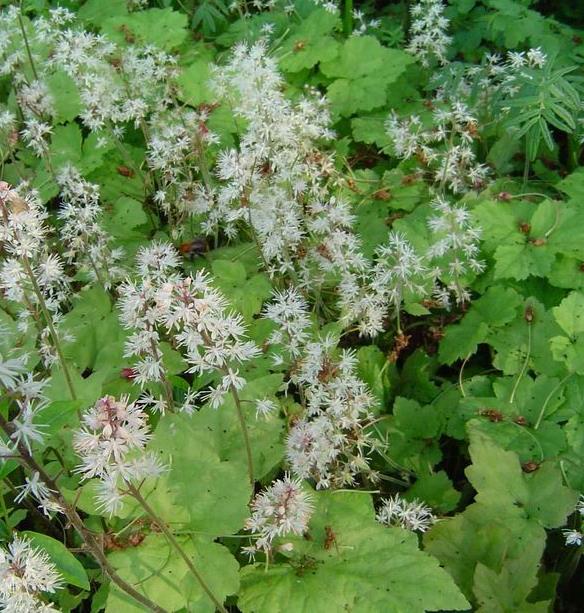 [TICORDI] TIARELLE CORDIFOLIÉE (pot 9cm)