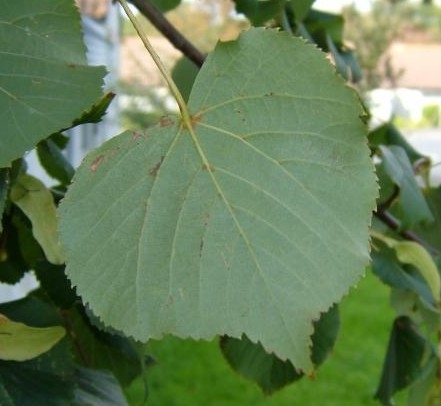 [TIEPALL] Tilia europea 'Pallida' (hoogstam, 8/10, pot)
