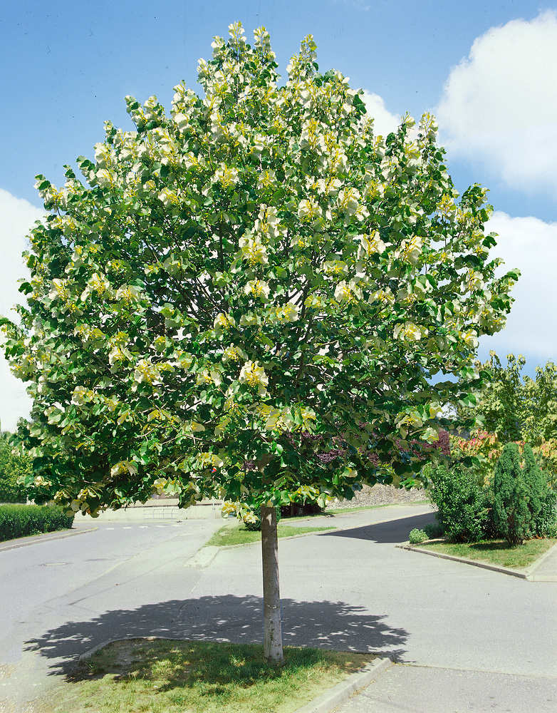 [TITSGLO] Tilia tomentosa 'Silver Globe' (halfstam, —, —)