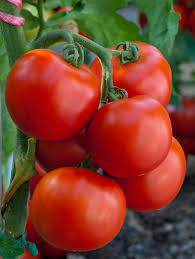 TOMATE FANDANGO