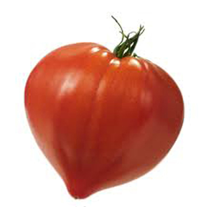 TOMAAT GOURMANDIA F1 COEUR DE BOEUF
