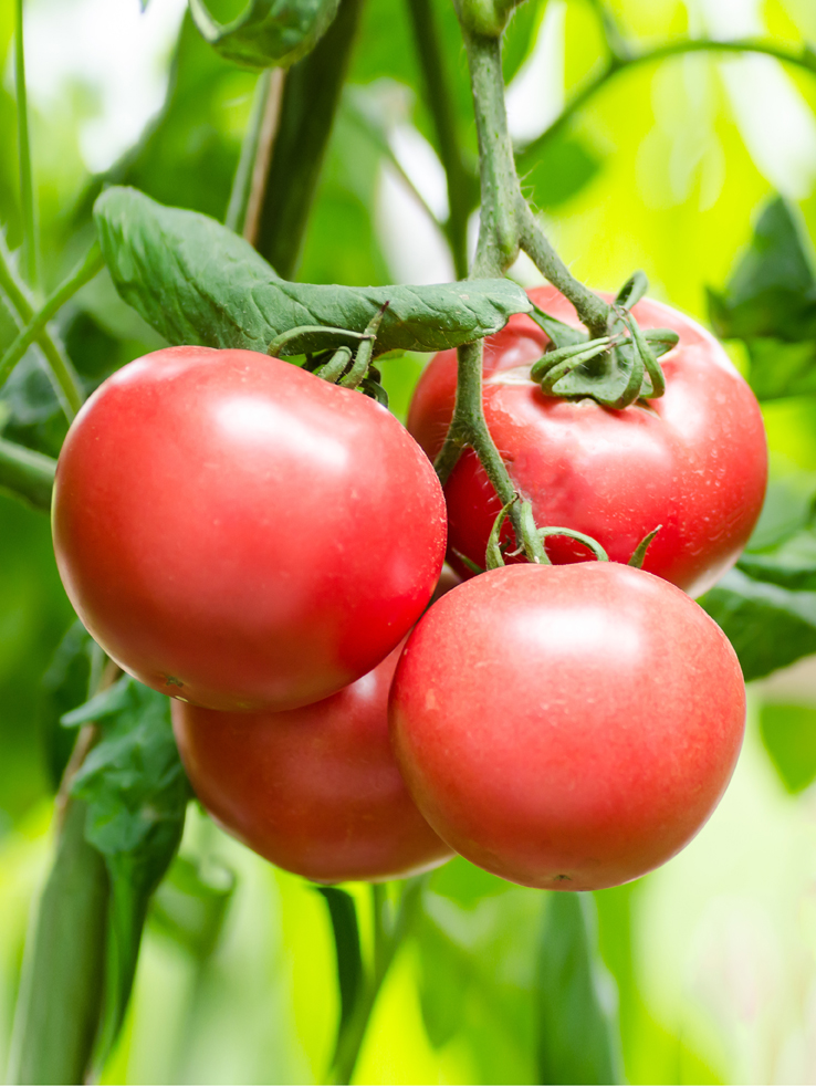 TOMATE HONEY MOON