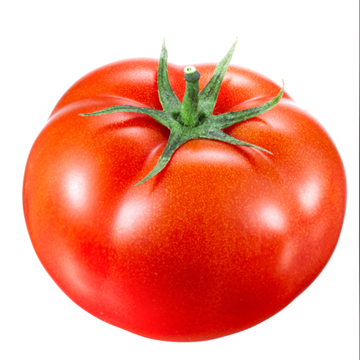 TOMAAT MAESTRIA F1