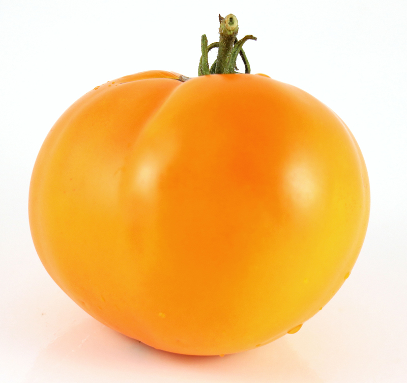 [TOOQUEE] TOMAAT ORANGE QUEEN