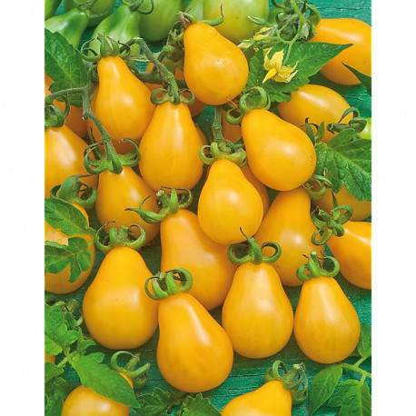 [TOYPEAR] TOMAAT YELLOW PEAR