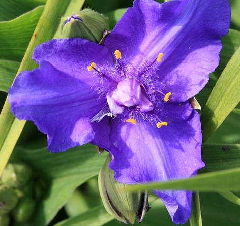 Tradescantia (A) 'Zwanenburg Blue'