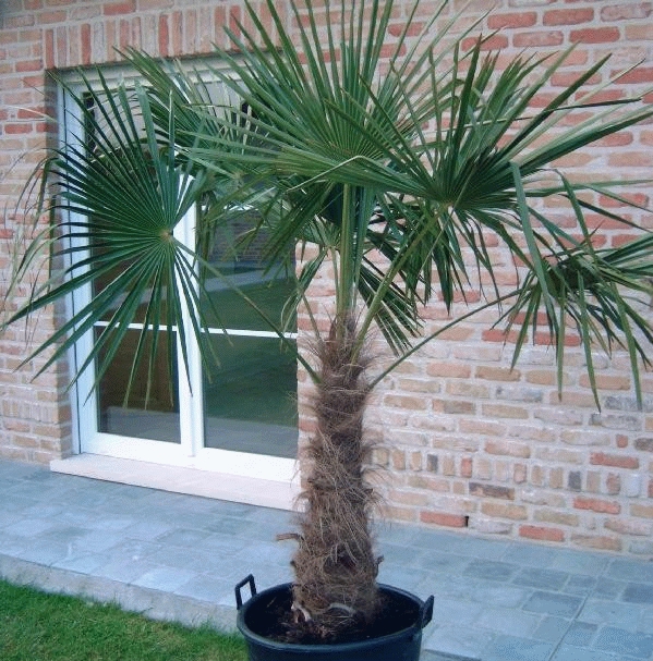 [TRFORTU] PALMIER DE CHINE (tige, 50cm, pot 30L)