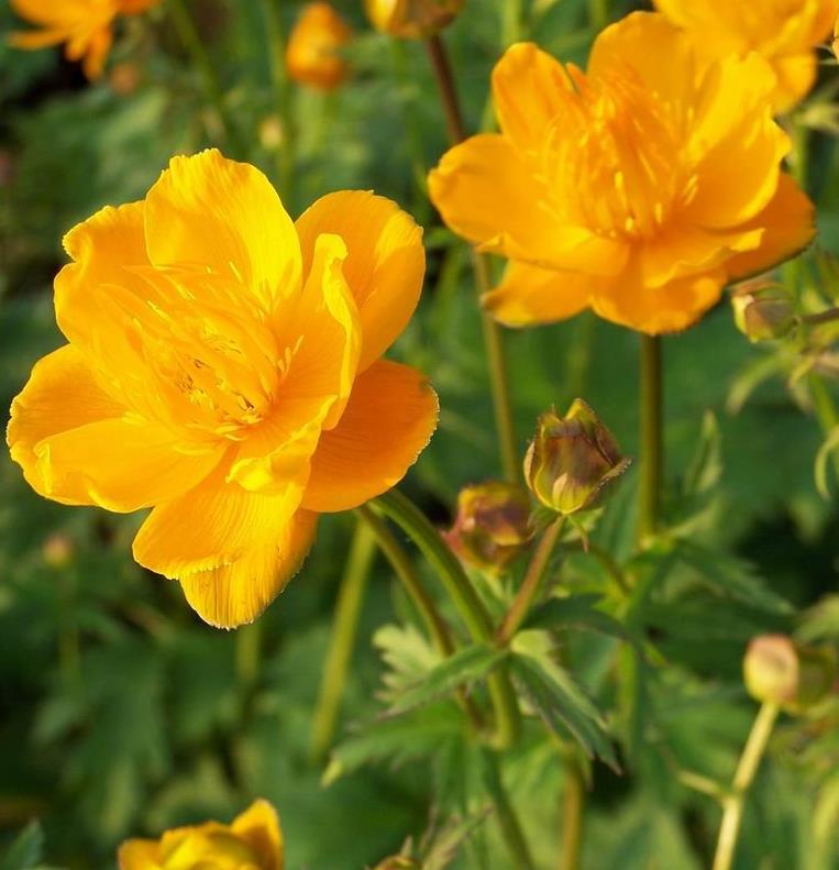 [TRGQUEE] Trollius 'Golden Queen' (pot   9cm)